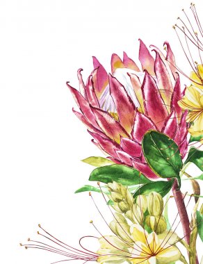 Suluboya Protea ve Caesalpinia çiçekler. Tropikal dekorasyon çiçek botanik illüstrasyon. Suluboya izole. Davetiye, düğün veya tebrik kartları için mükemmel.