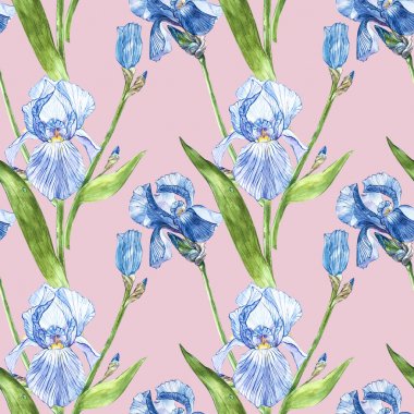Iris çiçekler. Suluboya el botanik çiçek resmi çizilmiş. Seamless modeli.