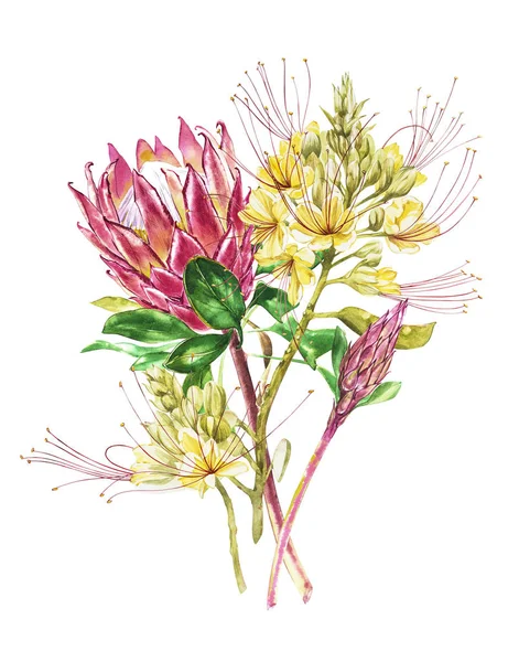 Suluboya Protea ve Caesalpinia çiçekler. Tropikal dekorasyon çiçek botanik illüstrasyon. Suluboya izole. Davetiye, düğün veya tebrik kartları için mükemmel. — Stok fotoğraf
