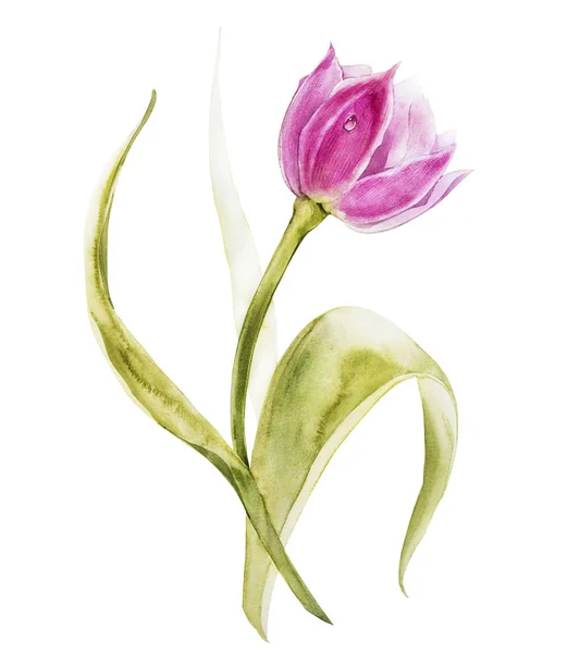 Sulu Boya Lale çiçek. Bahar ya da yaz dekorasyon çiçek botanik illüstrasyon. Suluboya izole. Davetiye, düğün veya tebrik kartları için mükemmel. — Stok fotoğraf