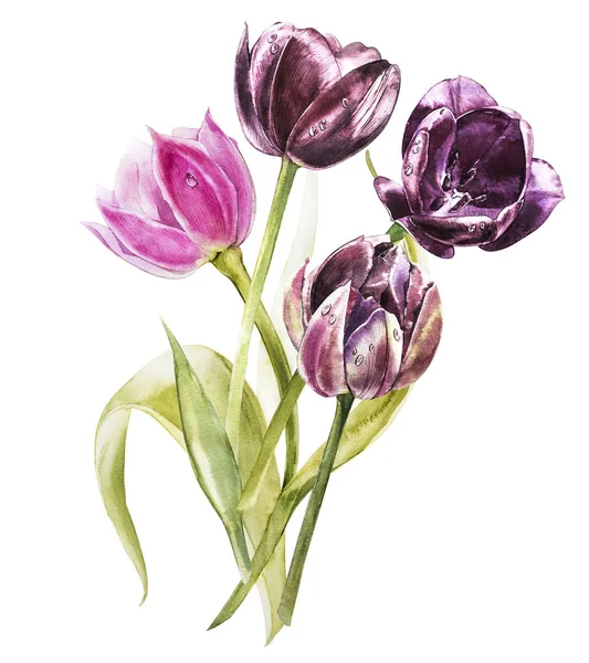 Vattenfärg tulpan blommor. Våren eller sommaren dekoration blommig botaniska illustration. Akvarell isolerade. Perfekt för inbjudan, bröllop eller gratulationskort. — Stockfoto