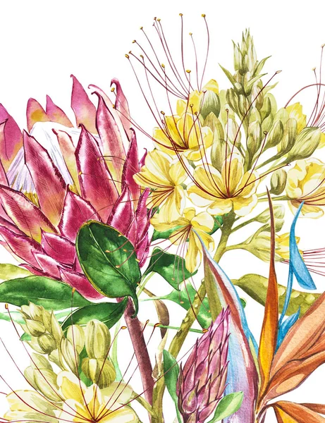 수채화 Protea, 캐 Strelitzia 꽃입니다. 열 대 장식 꽃 식물 그림입니다. 수채화 격리입니다. 초대, 결혼식 또는 인사장에 대 한 완벽 한. — 스톡 사진