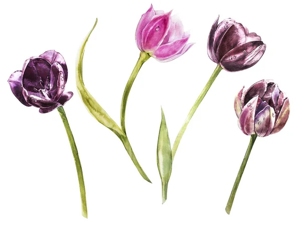 Fondos de pantalla de tulipán fotos de stock, imágenes de Fondos de  pantalla de tulipán sin royalties | Depositphotos