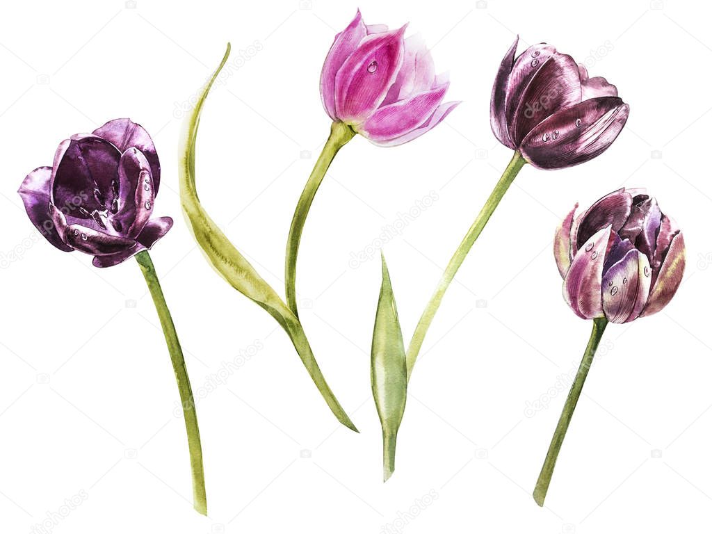 Watercolor hand painted set of tulips. Can be used as background for web pages, invitations, greeting cards, patterns, textile design, wallpapers, package design and so on.