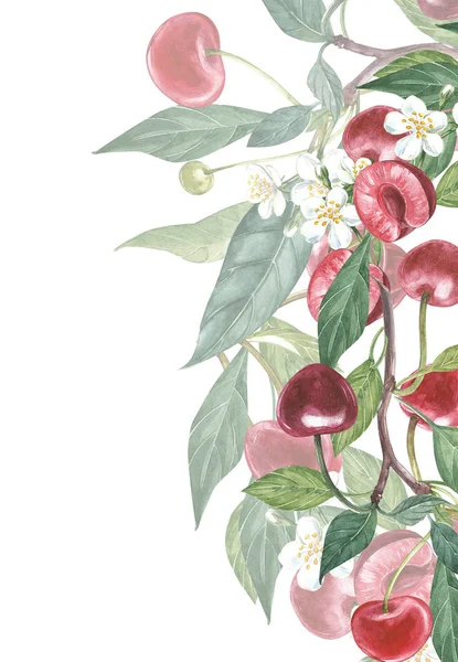 Botanická ilustrace třešňový rám. Karta návrh s třešňových květů a listů. Akvarelu Botanická ilustrace izolované na bílém pozadí. — Stock fotografie