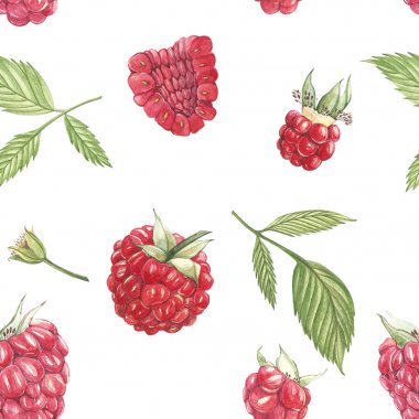 Beyaz arka plan üzerinde elle çizilmiş suluboya resim ahududu. Botanik illüstrasyon. Seamless modeli