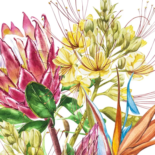 Acuarela Protea, Caesalpinia y Strelitzia flores. Ilustración botánica floral de decoración tropical. Acuarela aislada. Perfecto para invitaciones, bodas o tarjetas de felicitación . — Foto de Stock