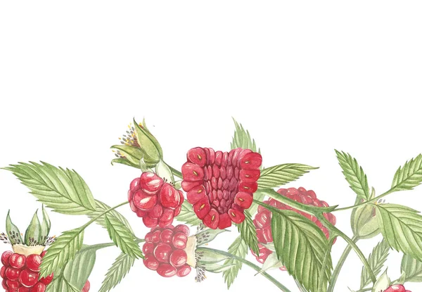 Acuarela dibujada a mano pintando frambuesa sobre fondo blanco. Cuadro Ilustración botánica. Diseño de tarjetas con flores y hojas . — Foto de Stock