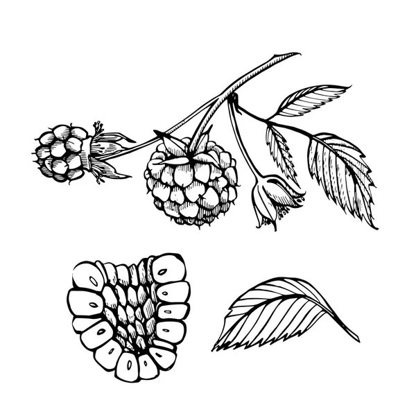 Conjunto de frambuesa dibujado a mano aislado sobre fondo blanco. Dibujo retro estilo vector ilustración . — Vector de stock