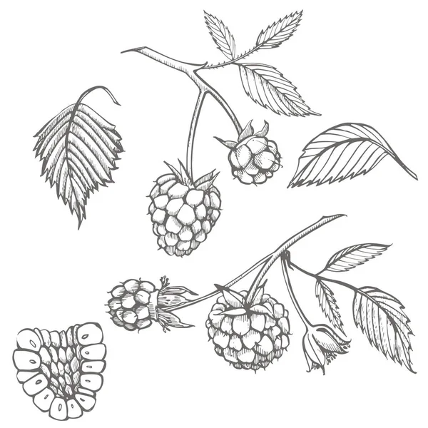 Set de framboises dessiné à la main isolé sur fond blanc. Illustration vectorielle de style croquis rétro . — Image vectorielle