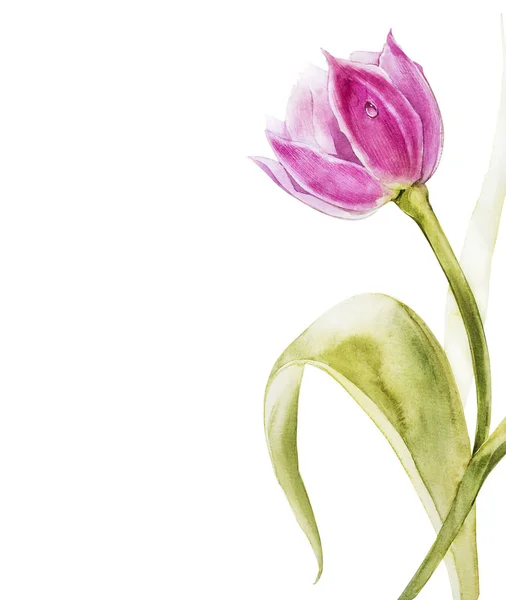 植物空白为文本。水彩郁金香花。完美的邀请, 婚礼或贺卡. — 图库照片