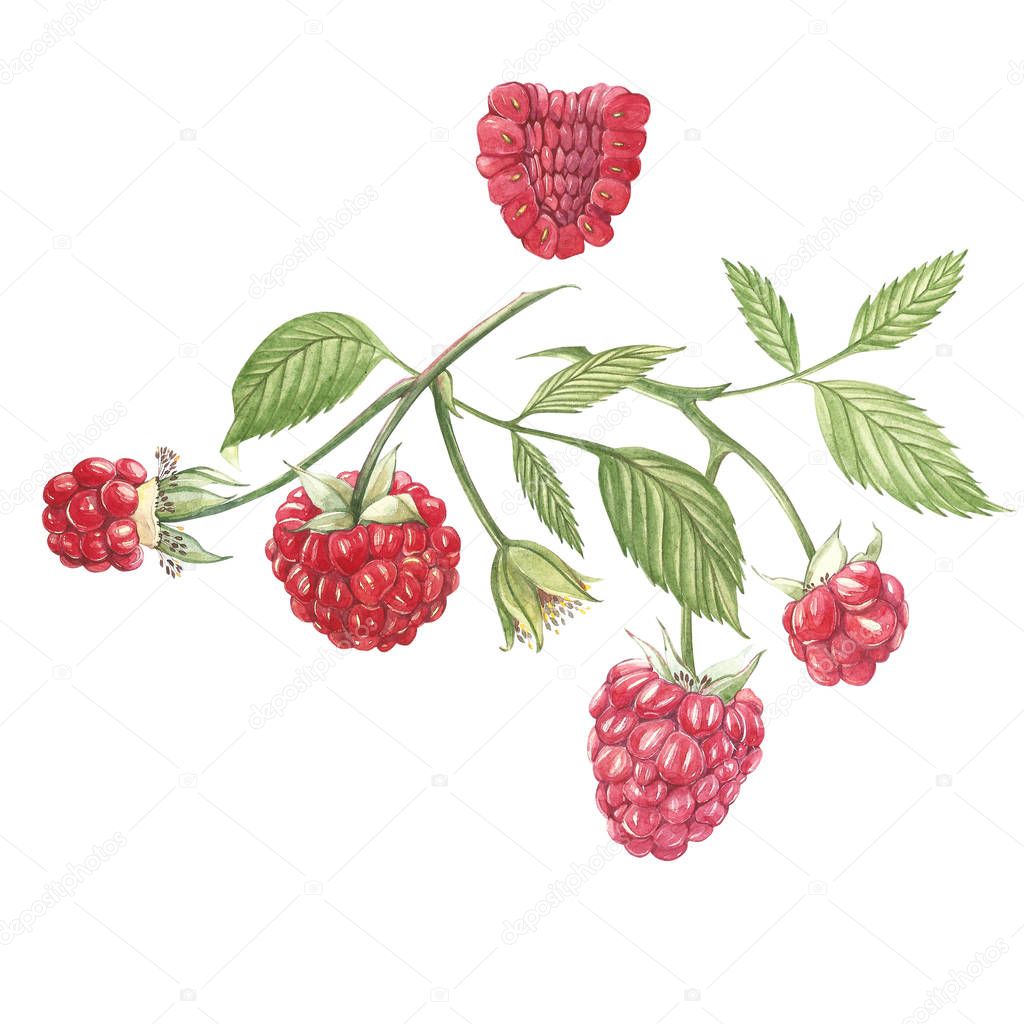 Hand drawn watercolor painting raspberry on white background. Botanical illustration.