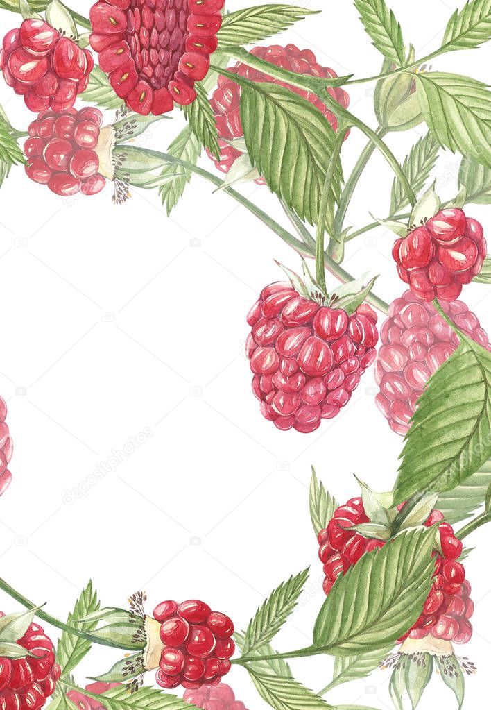 Hand drawn watercolor painting raspberry on white background. Frame Botanical illustration. Card design with flowers and leaf.