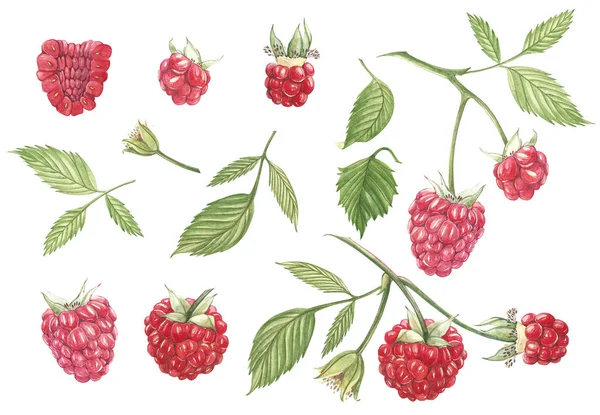 Gambar tangan cat air raspberry di latar belakang putih. Ilustrasi botani . — Stok Foto