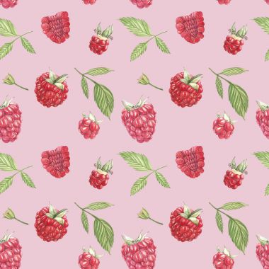 Beyaz arka plan üzerinde elle çizilmiş suluboya resim ahududu. Botanik illüstrasyon. Seamless modeli