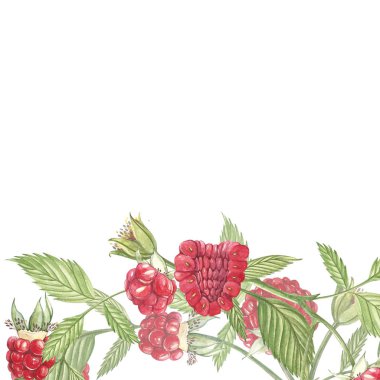 Beyaz arka plan üzerinde elle çizilmiş suluboya resim ahududu. Çerçeve botanik illüstrasyon. Kart tasarımı çiçek ve yaprak ile.