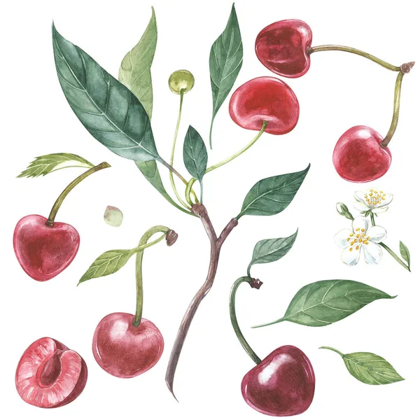 Joukko Cherry haara kukkia eristetty, akvarelli kuva . — kuvapankkivalokuva