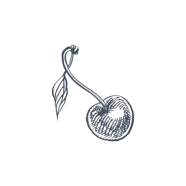 Jogo de cereja. Baga desenhada à mão isolada sobre fundo branco. Fruto de verão gravada ilustração estilo vetorial. Ótimo para etiqueta, cartaz, impressão . — Vetor de Stock