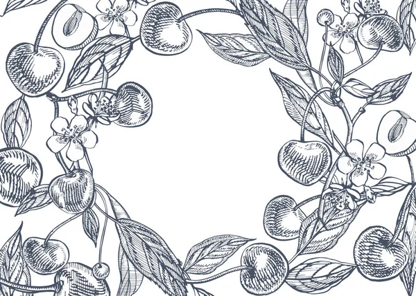 Conjunto de cerezas. Baya dibujada a mano aislada sobre fondo blanco. Verano fruta grabado vector estilo ilustración. Ideal para etiquetas, póster, impresión . — Vector de stock