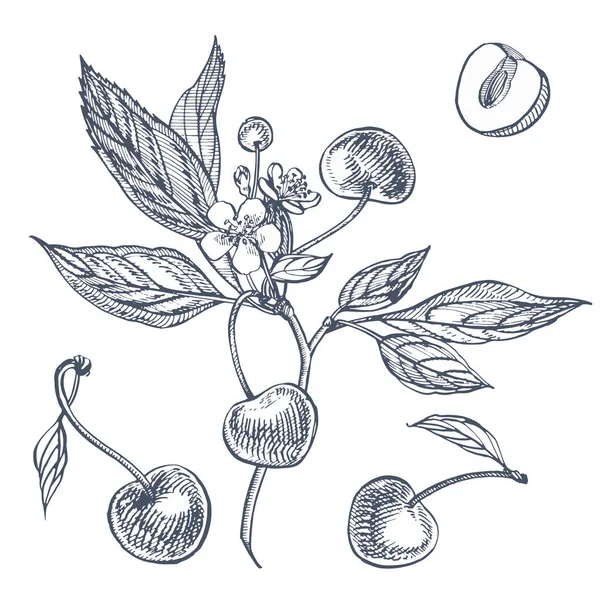 Conjunto de cerezas. Baya dibujada a mano aislada sobre fondo blanco. Verano fruta grabado vector estilo ilustración. Ideal para etiquetas, póster, impresión . — Archivo Imágenes Vectoriales
