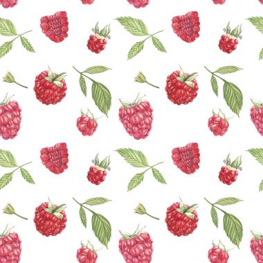 Beyaz arka plan üzerinde elle çizilmiş suluboya resim ahududu. Botanik illüstrasyon. Seamless modeli