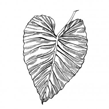 Tropikal palmiye yaprakları. Vektör çizim. Oyulmuş orman yaprakları.