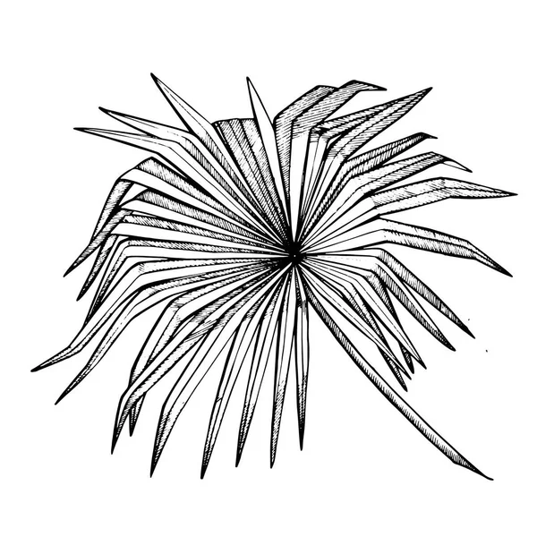 Tropische palm bladeren. Vectorillustratie. Gegraveerde jungle bladeren. — Stockvector