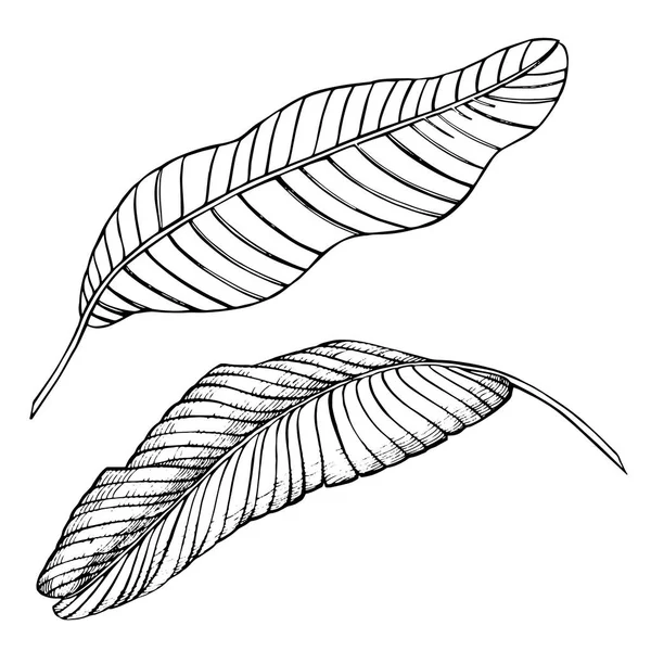 Tropische palm bladeren. Vectorillustratie. Gegraveerde jungle bladeren. — Stockvector