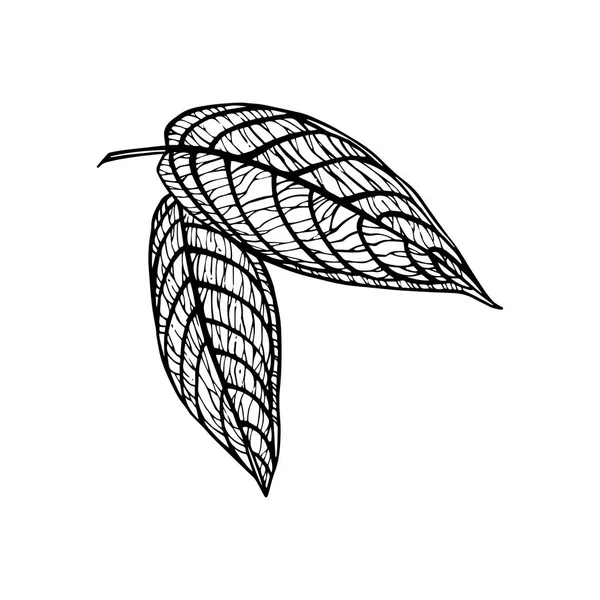 열 대 야 자 나뭇잎. 벡터 일러스트입니다. 새겨진된 정글 잎. — 스톡 벡터