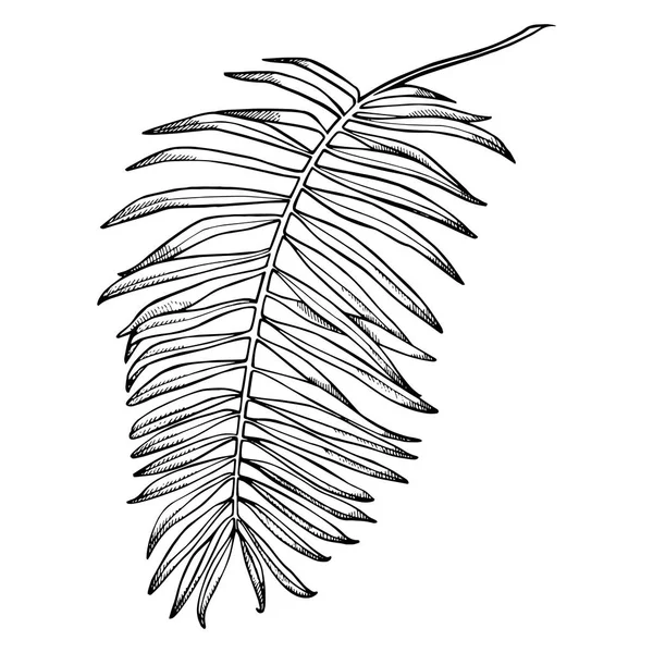Tropische palm bladeren. Vectorillustratie. Gegraveerde jungle bladeren. — Stockvector