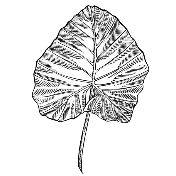 Тропические пальмовые листья Векторная иллюстрация. Листья джунглей . — стоковый вектор