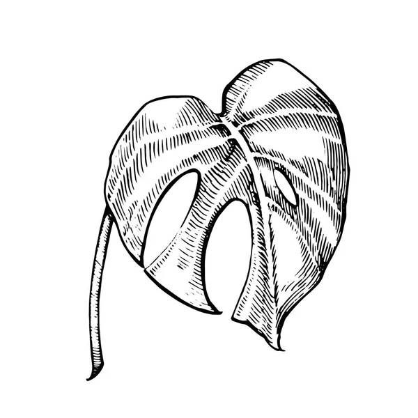 Hojas de palma tropical. Ilustración vectorial. Hojas de selva grabadas . — Vector de stock