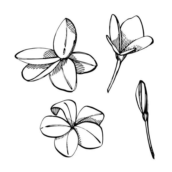 熱帯の花プルメリア。ベクトルの図。刻まれたジャングルの葉. — ストックベクタ