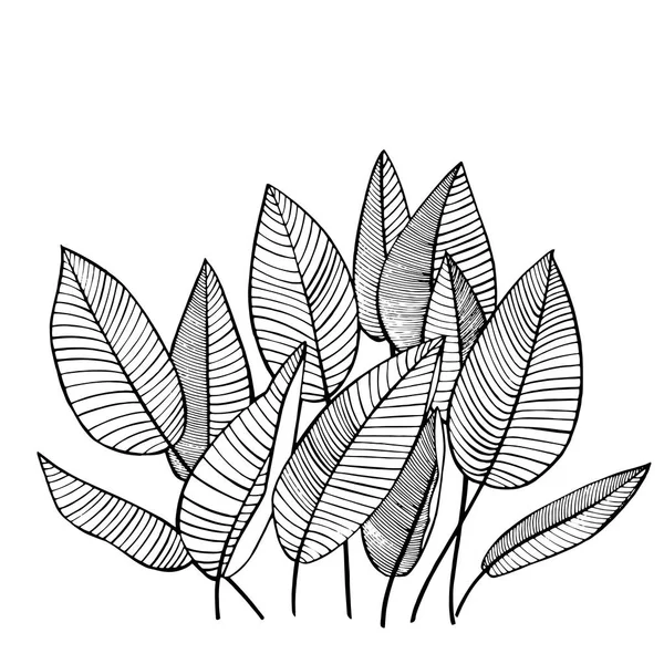 Hojas de palma tropical. Ilustración vectorial. Hojas de selva grabadas . — Vector de stock