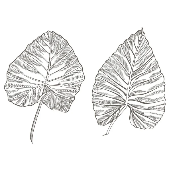 Tropiska palmblad. Vektorillustration. Graverade djungel blad. — Stock vektor