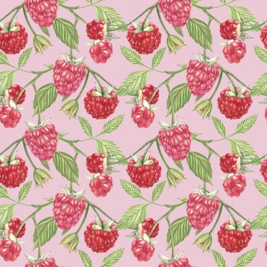 Beyaz arka plan üzerinde elle çizilmiş suluboya resim ahududu. Botanik illüstrasyon. Seamless modeli