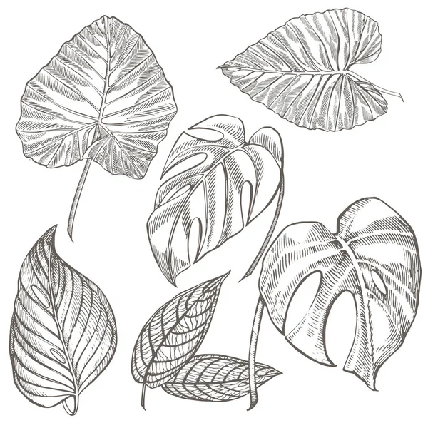 열 대 야 자 나뭇잎. 벡터 일러스트입니다. 새겨진된 정글 잎. — 스톡 벡터
