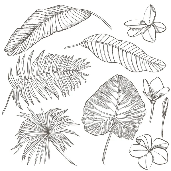 Tropische palm bladeren. Vectorillustratie. Gegraveerde jungle bladeren. — Stockvector