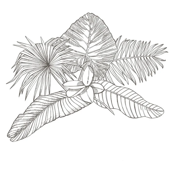 Тропічні листя долоні. Векторні ілюстрації. Вигравіруване листя джунглів . — стоковий вектор