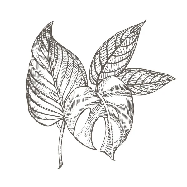 Feuilles de palmier tropicales. Illustration vectorielle. Feuilles de jungle gravées . — Image vectorielle