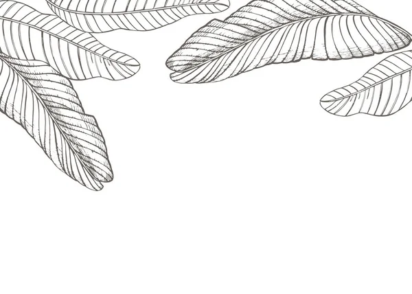 Verano hojas tropicales diseño vectorial. Ilustración de fondo floral. Invitación o diseño de tarjeta con hojas de la selva . — Vector de stock