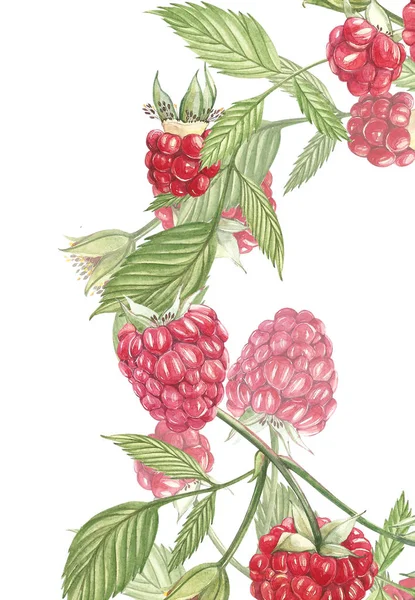 Acuarela dibujada a mano pintando frambuesa sobre fondo blanco. Cuadro Ilustración botánica. Diseño de tarjetas con flores y hojas . — Foto de Stock