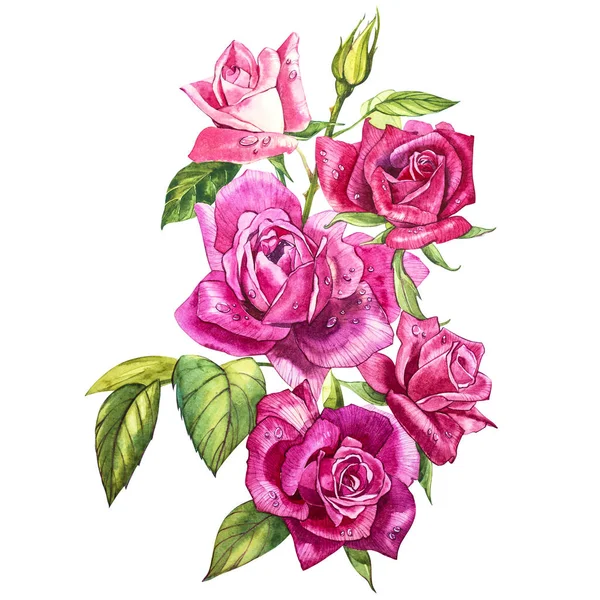 バラの水彩画の要素を設定します。コレクション ガーデン ピンクの花、葉、枝。植物園の図は、白い背景で隔離。バラのつぼみ. — ストック写真