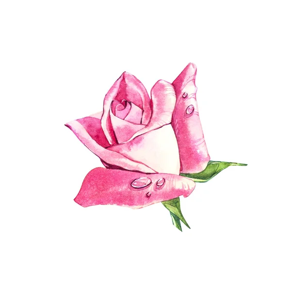 Zestaw elementów akwarela róż. Kolekcja różowe kwiaty, liście, gałęzie. Botanic ilustracja na białym tle. Bud róż. — Zdjęcie stockowe