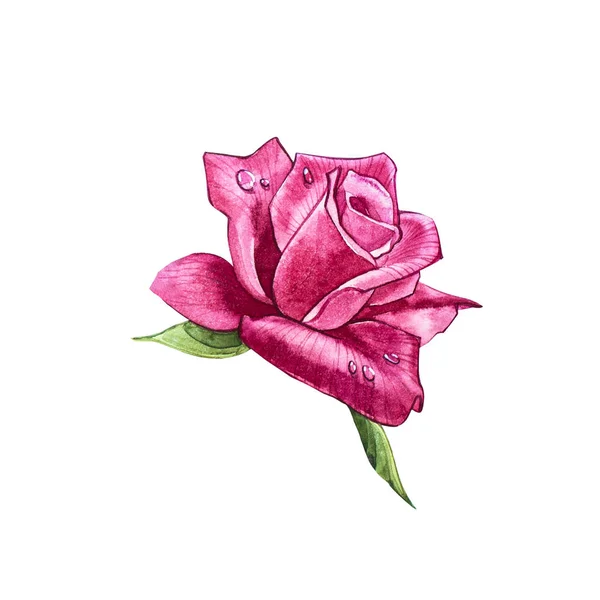 Ställ in akvarell inslag av rosor. Collection trädgård rosa blommor, blad, grenar. Botanic illustration isolerade på vit bakgrund. Bud av rosor. — Stockfoto