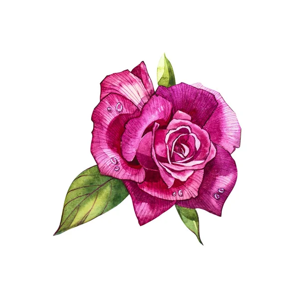 Ställ in akvarell inslag av rosor. Collection trädgård rosa blommor, blad, grenar. Botanic illustration isolerade på vit bakgrund. Bud av rosor. — Stockfoto