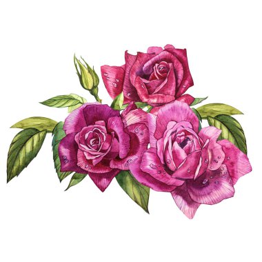 Gül sulu boya unsurları ayarlayın. Koleksiyon Bahçe pembe çiçekler, yapraklar, dallar. Botanik illüstrasyon izole beyaz arka plan üzerinde. Tomurcuk gül.