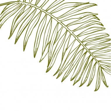 Yaz tropikal vektör tasarımı bırakır. Çiçek arka plan illüstrasyon. Orman yaprakları ile daveti veya kart tasarımı.