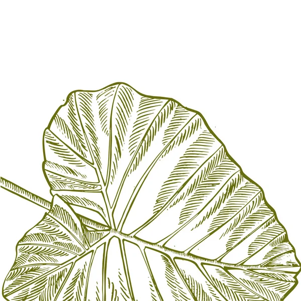 Sommar tropiska lämnar vektor design. Blommig bakgrund illustration. Inbjudan eller kort design med djungel blad. — Stock vektor