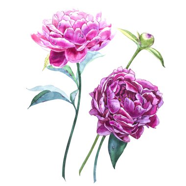 Pembe peonies suluboya unsurları ayarlayın. Koleksiyon Bahçe çiçek. Beyaz arka plan üzerinde izole suluboya resim Şakayık.